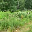 Natives attract birdlife and offer sanctuary for the food supply