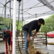 Sheep shearing