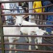 Sheep shearing