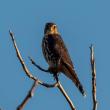 In the late 1970s and early 1980s, merlin populations had just begun to bounce back from declines as a result of DDT and other pesticides. Photo by Rhododendrites, courtesy of Wiki Commons