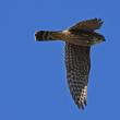 A faithful reader wrote in recently to tell us that a pair of merlins had become summer residents in her area of East Boothbay—the first time she had found them in the 28 years she has been there. Photo by wolfartist, courtesy of Wikimedia