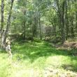 Stiltgrass can form large, dense infestations in forests (Georgetown, ME). Photo by MNAP
