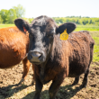 (Photo courtesy University of Maine Cooperative Extension)
