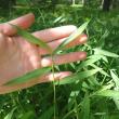 Stiltgrass leaves alternate along the stem and have a silvery stripe along the midrib. (Maine Natural Areas Program photo)