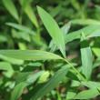Stiltgrass leaf closeup of silvery stripe along the midrib. (Maine Natural Areas Program photo)