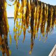 Kelp by Brittney Honisch: Saccharina latissima, or sugar kelp, growing at a Maine commercial kelp farm. Brittney Honisch photo