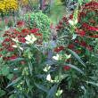 Perennials blooming late in the season