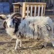Jacob Sheep Ram from The Farm on Empire. (Photo courtesy Rockport Public Library)