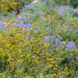 Native goldenrod and asters