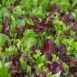 Upclose picture of multi-colored lettuce