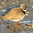 Semipalmated plovers are a familiar sight along the Maine coast in spring and fall migration. They breed across the Arctic and Subarctic regions. (Photo courtesy of Jeff Wells)