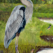 great blue heron watercolor