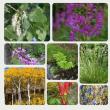 photo collage of various flora in bloom