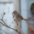 Song sparrows and other birds will live with each other's close presence when feeding, at least to a point. But they can hold their own even against larger birds when they need to. Photo courtesy of Jeff Wells.