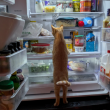 The refrigerator bandit. Photo courtesy Natalie Dame