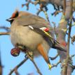 The bohemian waxwing is the boisterous and more colorful out-of-town cousin of the usually more common cedar waxwing. Photo courtesy of Jeff Wells