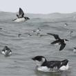 Dovekies are a quintessential seabird that typically spend the winter in northern seas. Image courtesy of Richard Crossley.