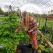 woman tends to plants under arched wire trellis
