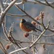 The first returning American robins in spring sometimes have to resort to a variety of foods like these staghorn sumac fruits. Photo by Jeff Wells