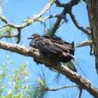 This photo of a black vulture was taken in Florida, but the species is occurring more frequently common in Maine. (Photo courtesy of Allison Wells)
