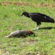 A black vulture partakes of what, to them, is a classic Florida meal: an expired armadillo. (Photo courtesy of Allison Wells)