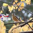 Evening Grosbeak with Breeding Bird Survey Trend Map. Red colors on the map indicate areas of decline and blue areas of increase. (Credit: Mikey Lutmerding, USGS Eastern Ecological Science Center. Public domain.)