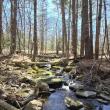 Stream surrounded by trees and boulders