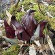 Skunk Cabbage