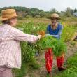 one woman hands a heap of carrots to another woman