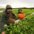 farmers picking crop