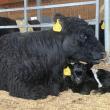 mother cow and calf