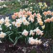Daffodils