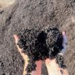 soil in hands