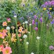 perennials in a garden