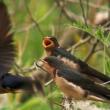 Swallow nestlings