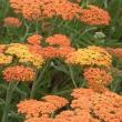 Achillea