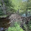 beaver dam 