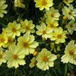 Coreopsis