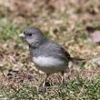 To some ears, the trill of the dark-eyed junco is thought to be more "musical" than the trills of other species, but making music isn't what's on the minds of singing juncos.  Photo courtesy of David Small