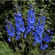 Belladonna