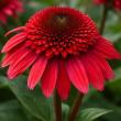 Echinacea