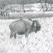 Fort Niobrara Reserve, Nebraska