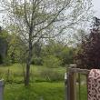 Tree line