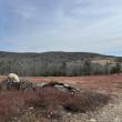 A blueberry field on Beech Hill Road in Northport could be home to an RV resort and home to agricultural tourism. (Photo by Lynda Clancy)