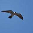 Looking like a small, graceful falcon in flight, the Mississippi kite is adept at soaring north on warm spring days. Photo by Andy Reago & Chrissy McClarren, courtesy Wikimedia Commons.