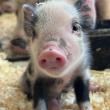 piglet