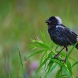 bird on a branch of vegetation