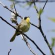 bird in tree