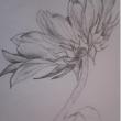 light pencil flower drawing