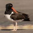 American oystercatchers use that thick orange bill to probe into the open shells of living oysters, mussels, and clams to quickly snip the muscle that holds the shells together, making the shellfish an easy meal. Photo by Chuck Homler d/b/a Focus On Wildlife, courtesy Wikimedia Commons.